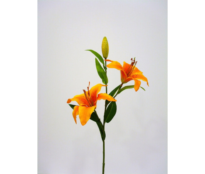 TIGER LILY X3 ORANGE