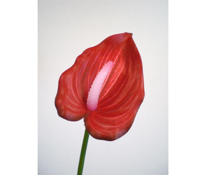 ANTHURIUM MINI ROUGE FONCE