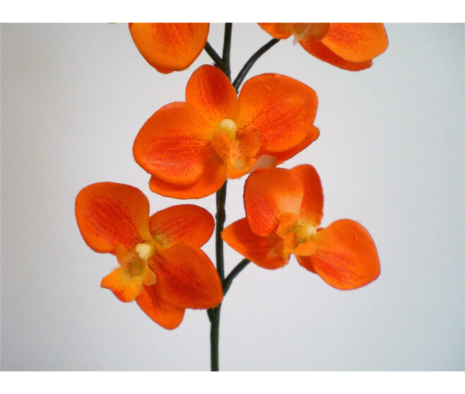 ORCHID MINI 6FL ORANGE