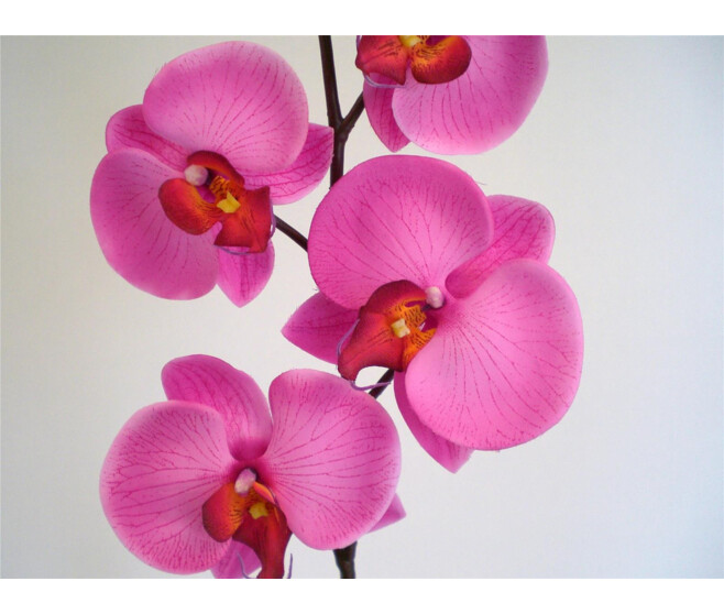 ORCHIDEE PHALE X4 HOT PINK