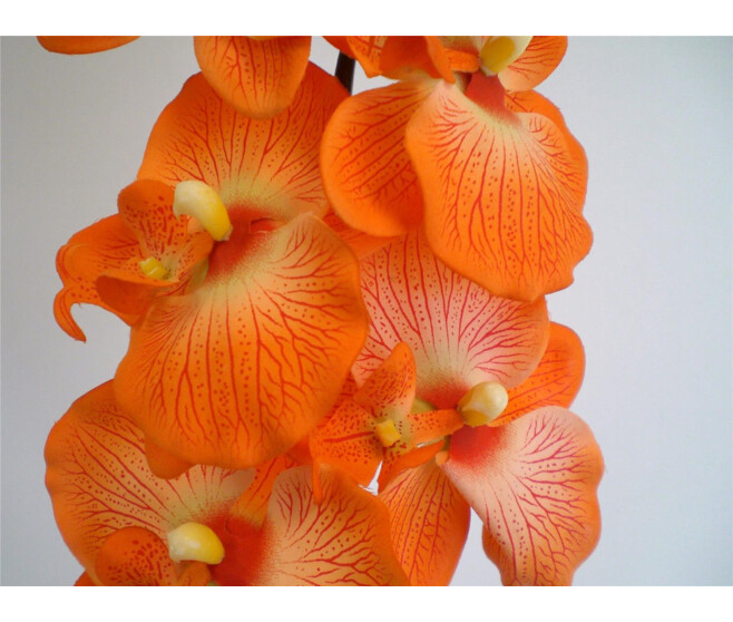ORCHID PHALE X9 ORANGE