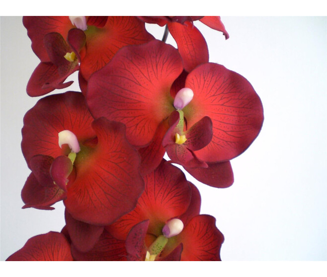 ORCHID SUPER X9 ROUGE
