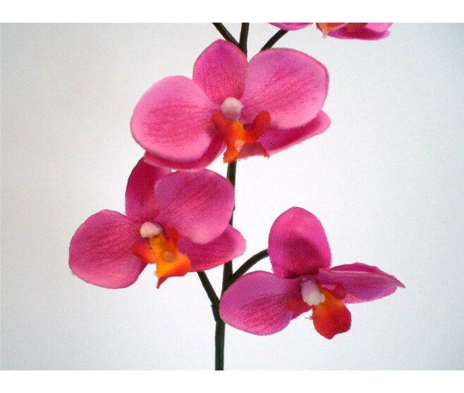 ORCHIDEE MINI 6FL ROSE VIF