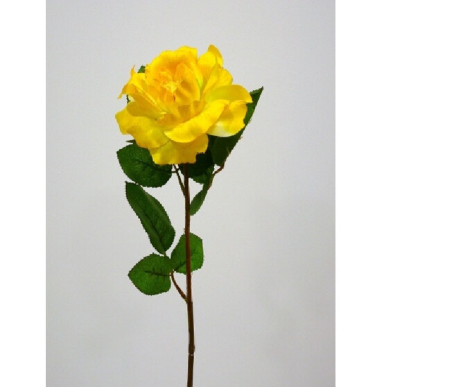 ROSE OUVERTE X1 JAUNE