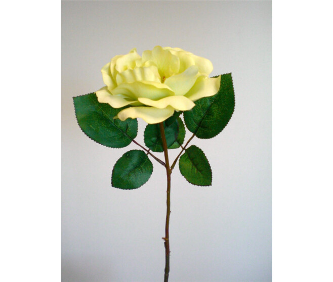 ROSE OUVERTE X1 LIME