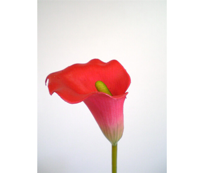 PLAS CALLA X1 ROUGE