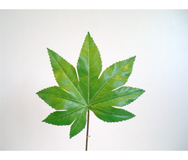 POLY FEUILLE ERABLE VERT