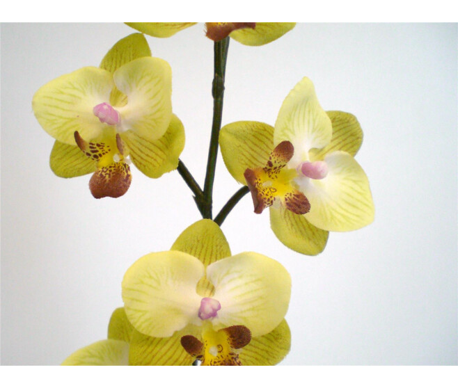 ORCHIDEE MINI 5LVS VERT/MARRON