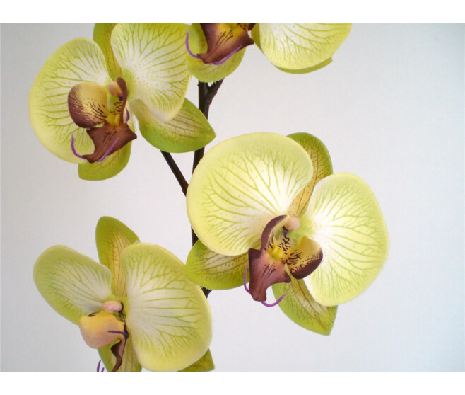 ORCHIDEE PHALE X4 VERT/MARRON