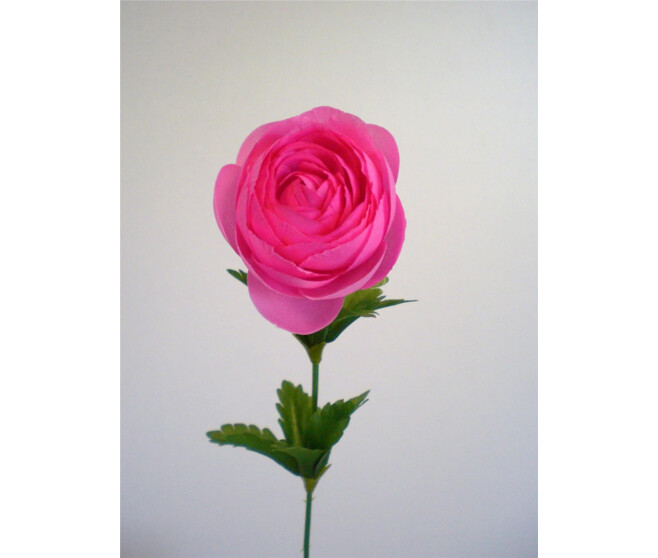 RENONCULE X1 ROSE VIF