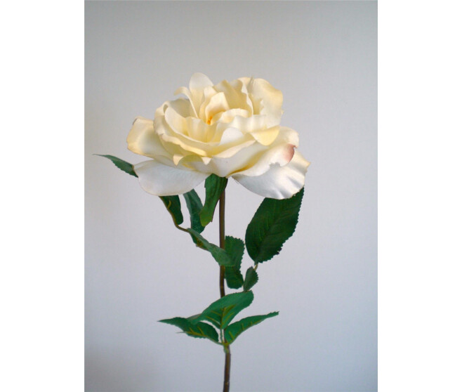 ROSE OUVERTE X1 CREME