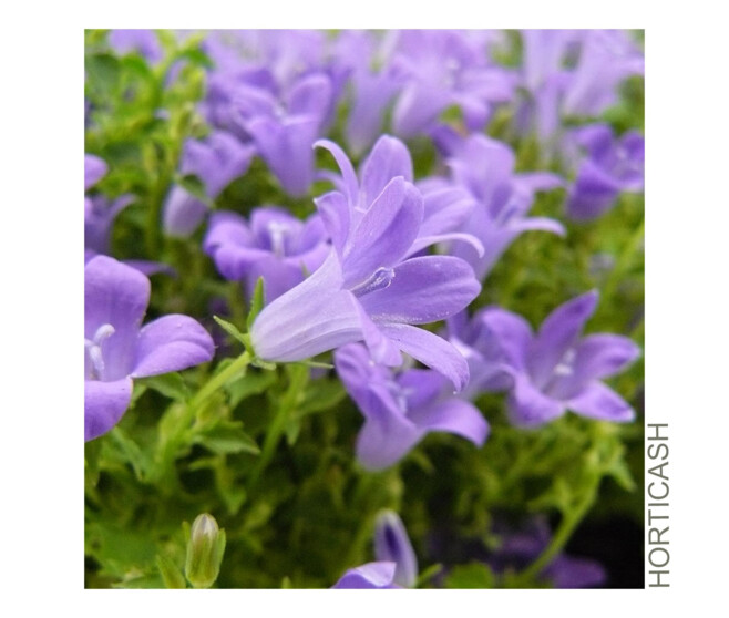 CAMPANULE PORTENSCHLAGIANA &