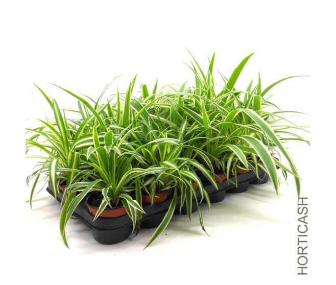 CHLOROPHYTUM