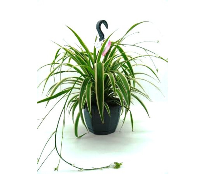 CHLOROPHYTUM SUSP