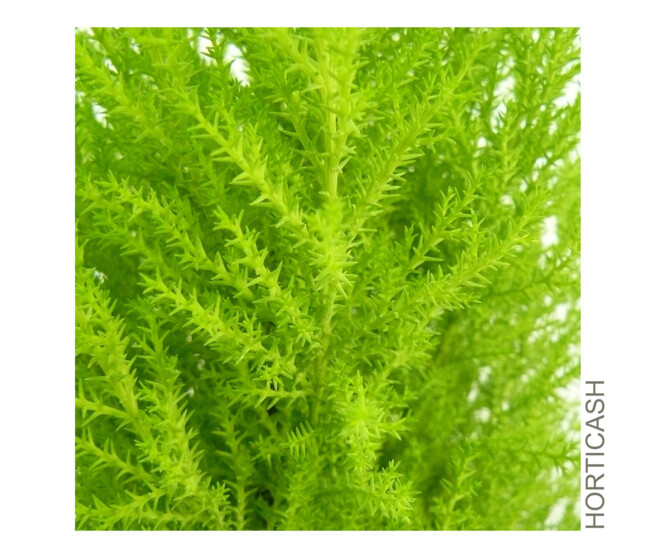 CUPRESSUS GOLD