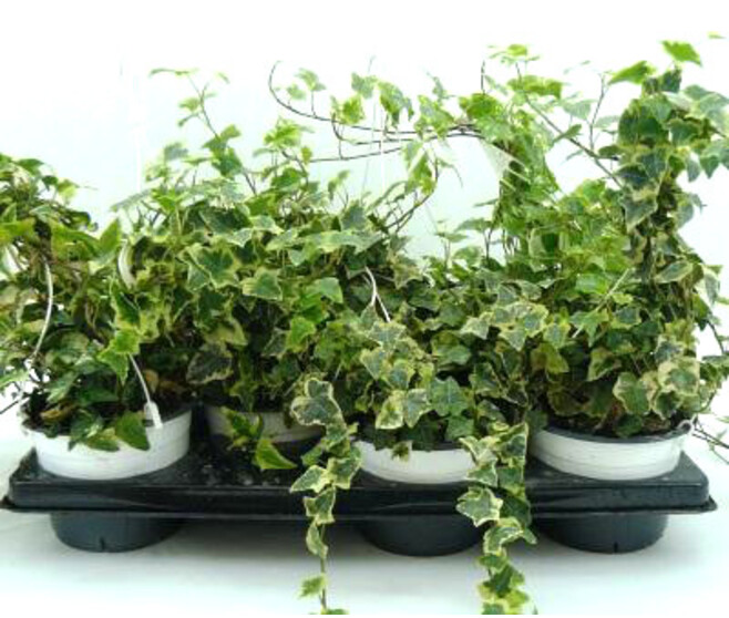HEDERA SUSP