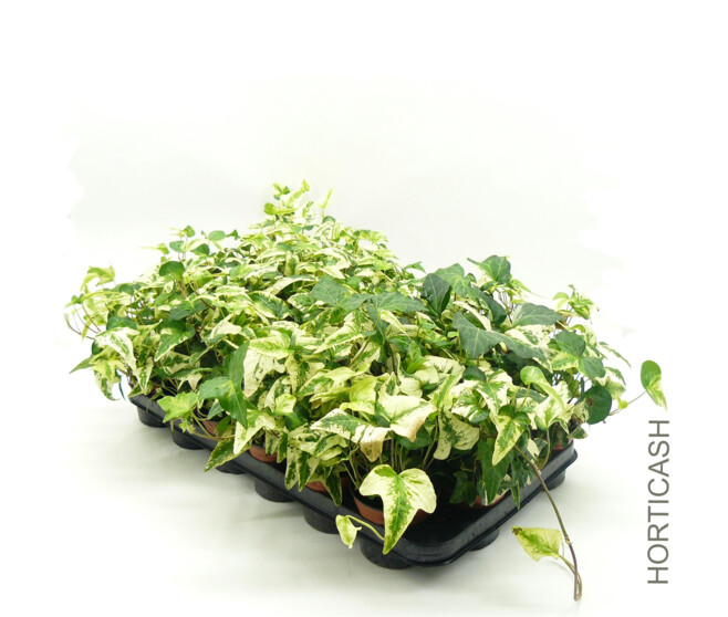 HEDERA VARIES