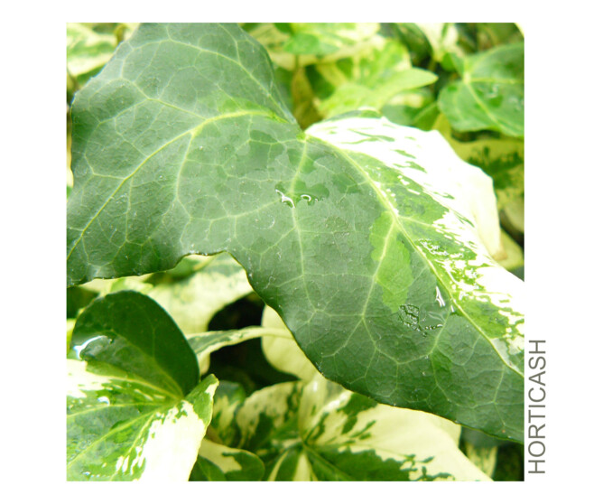 HEDERA VARIES