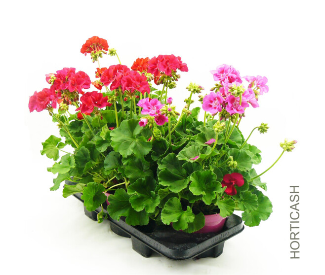 GERANIUM ZONAL