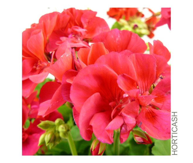 GERANIUM ZONAL