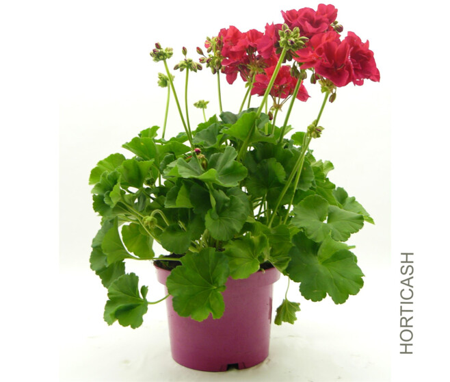 GERANIUM ZONAL