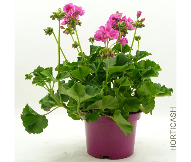 GERANIUM ZONAL
