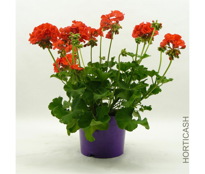 GERANIUM ZONAL