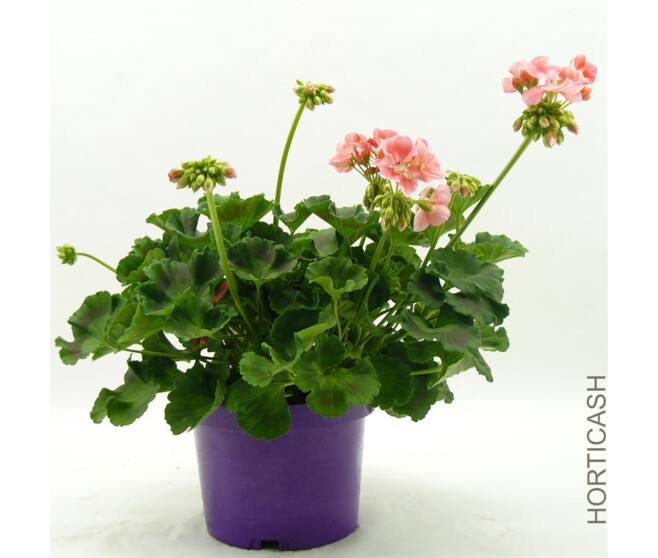 GERANIUM ZONAL