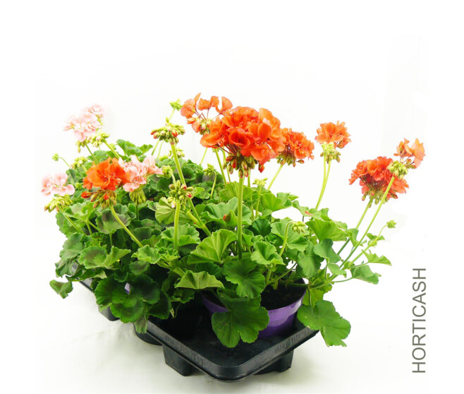GERANIUM ZONAL
