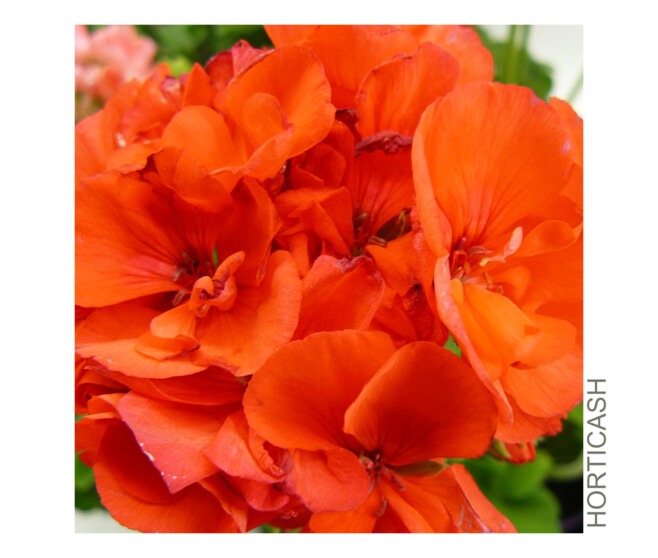 GERANIUM ZONAL