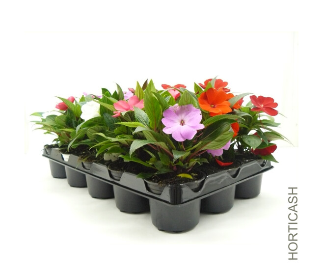 IMPATIENS GUINEE