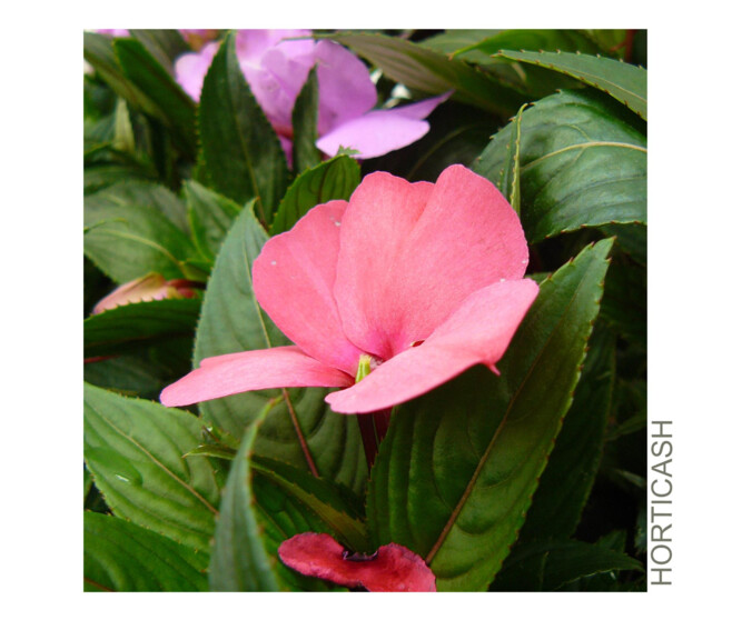 IMPATIENS GUINEE