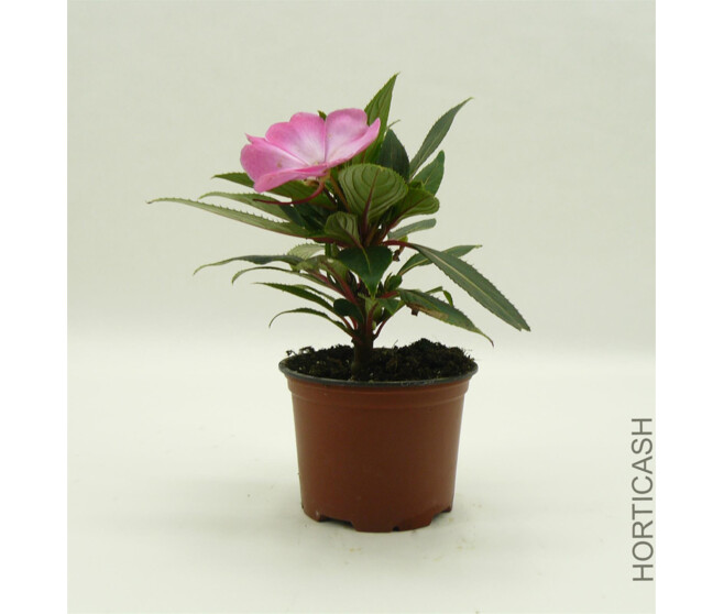 IMPATIENS GUINEE