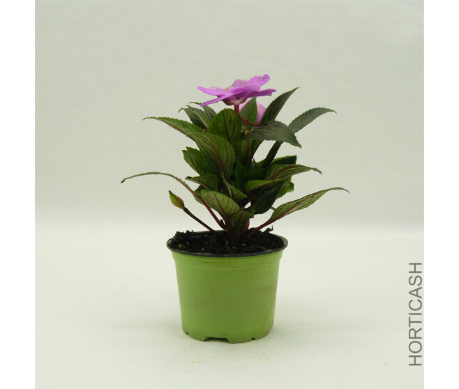IMPATIENS GUINEE