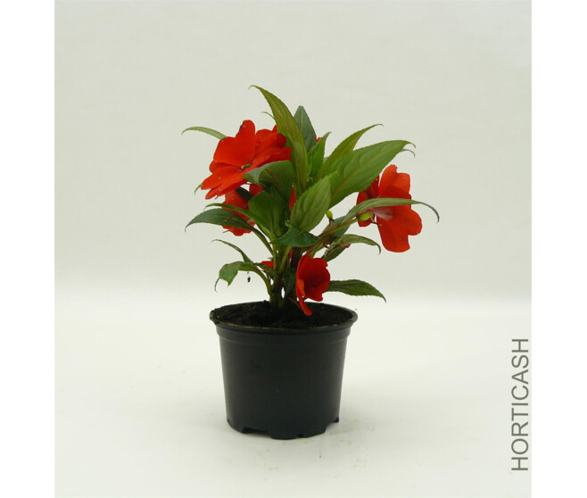 IMPATIENS GUINEE