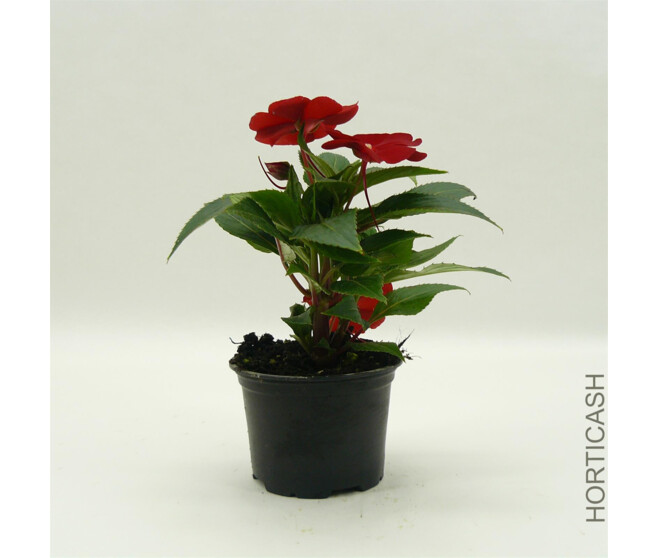 IMPATIENS GUINEE
