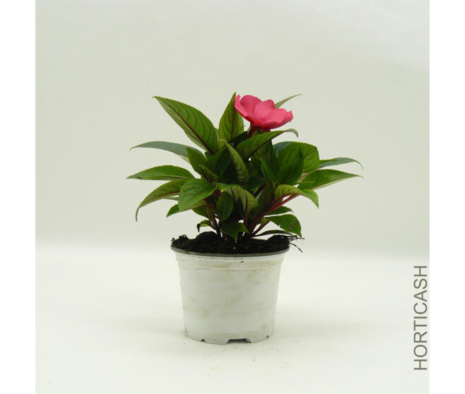 IMPATIENS GUINEE