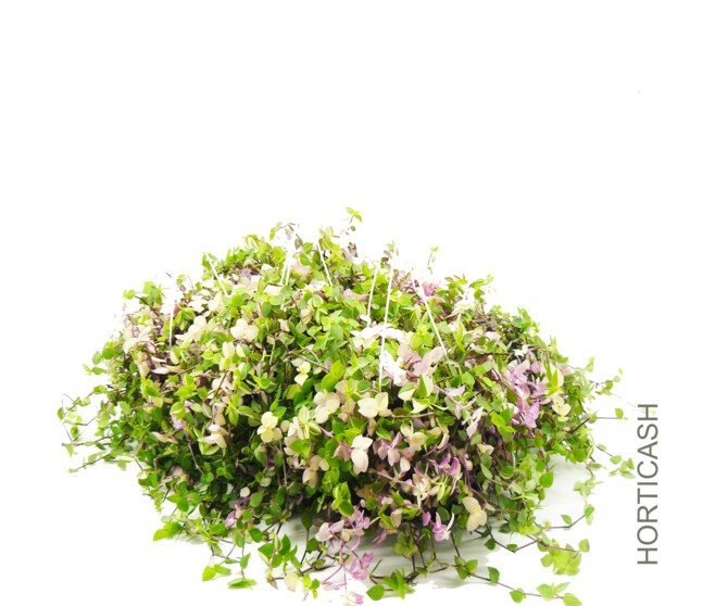 TRADESCANTIA CALLISIA SUSP