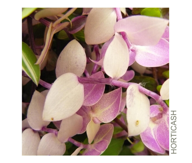 TRADESCANTIA CALLISIA SUSP