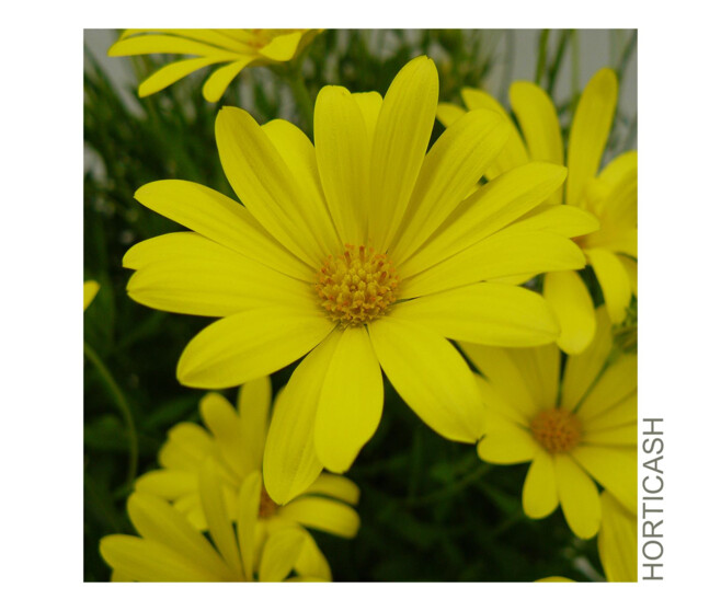 OSTEOSPERMUM COUPE