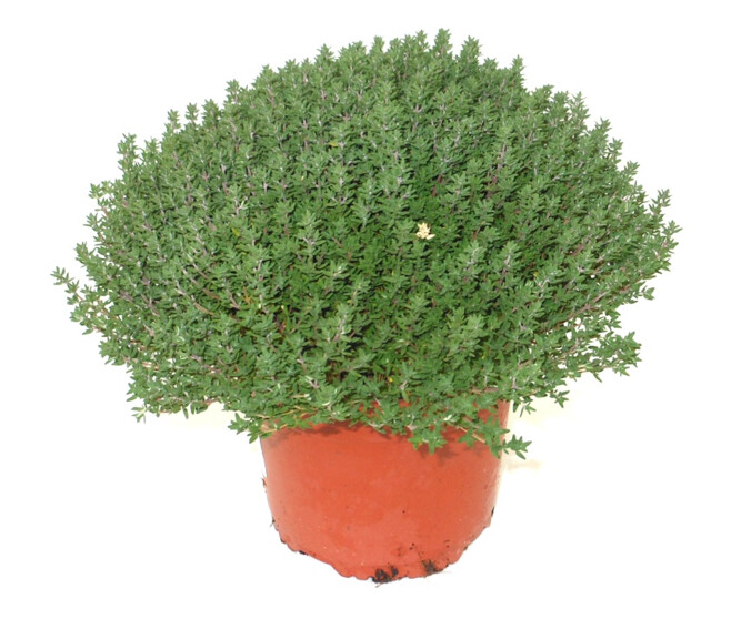 THYM CITRON ARGENTE