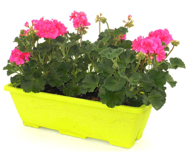GERANIUM ZONAL JARD