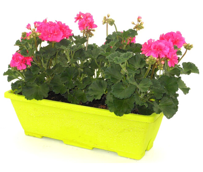 GERANIUM ZONAL JARD COLOREE