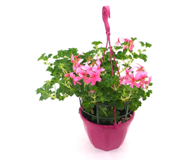 GERANIUM LIERRE SIMPLE SUSP