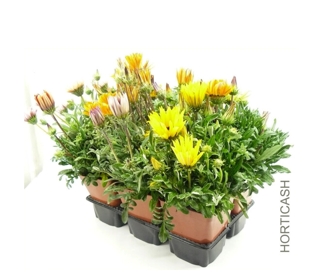 GAZANIA