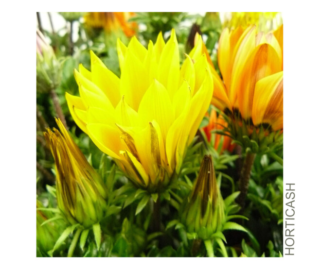 GAZANIA