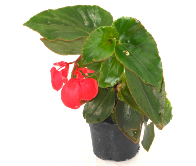 BEGONIA DRAGON WINGS
