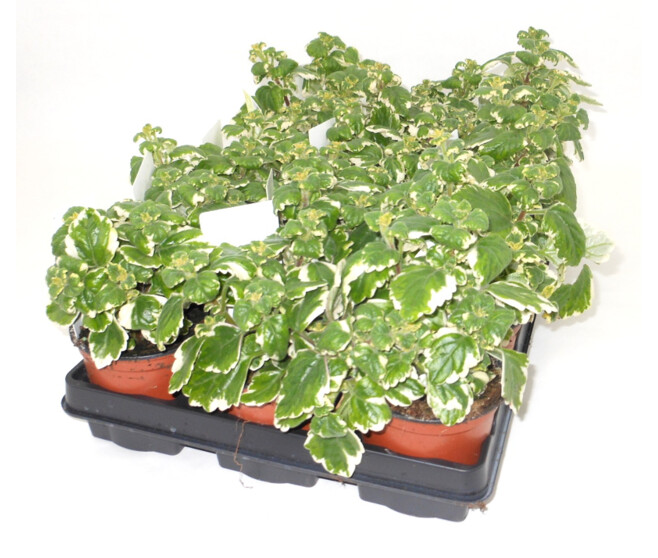 PLECTRANTHUS