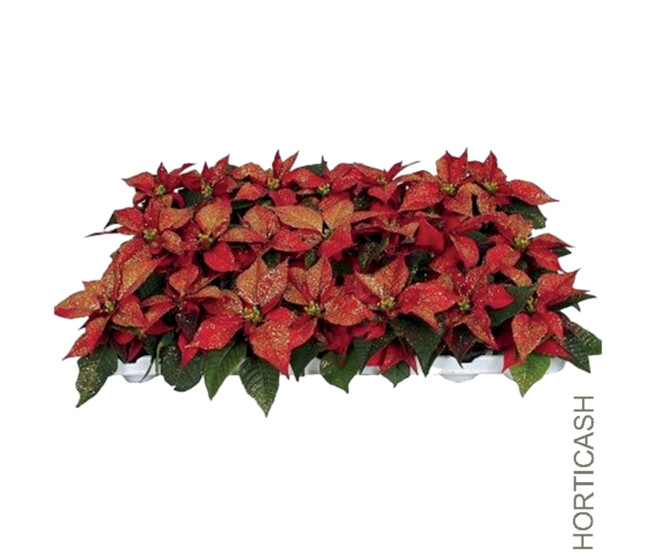 POINSETTIA PAILLETTE