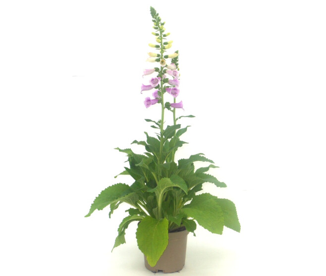 DIGITALIS